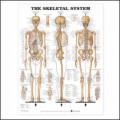 Skeletal System Anatomy Chart