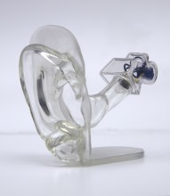 Clear Ear Anatomical Model