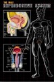 Male Reproductive System