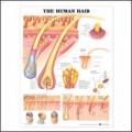 Hair Anatomy Poster, Human