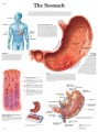 Stomach Anatomical Poster