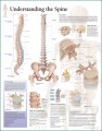 Understanding the Spine Poster