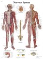 Nervous System Anatomy Chart