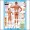 Blueprint for Health Your Muscles Anatomical Poster