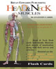 Head and Neck Muscles Anatomy Flash Cards