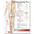 Pain Anatomical Chart