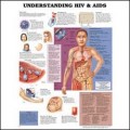 Understanding HIV & AIDS Anatomical Chart
