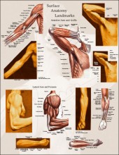 Upper Body Surface Landmarks of the Muscles Posters