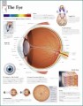 Eye Anatomy Poster
