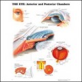 Eye: Anterior and Posterior Chambers Anatomy Chart