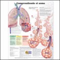 Understanding Asthma in Spanish (Entendiendo el asma) Anatomical Chart