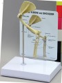 Feline Elbow and Shoulder Anatomical Model