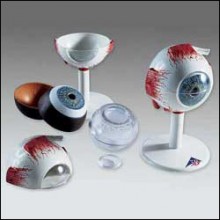 Eye Anatomical Model