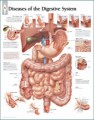 Diseases of the Digestive System Anatomical Poster