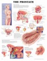 Prostate Anatomical Chart
