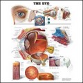 Eye Anatomy Chart