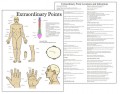 Extraordinary Acupuncture Points Chart