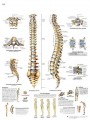 La Columna vertebral - Anatomía y patología