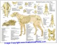 Dog Skeletal System