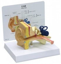 Ear Anatomical Model - Childs