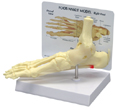 Foot and Ankle Anatomical Model