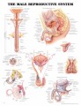 Male Reproductive System Anatomical Chart