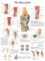 Knee Joint Anatomical Chart