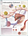 Understanding Cholesterol Anatomy Poster