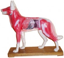 Dog Acupuncture Model