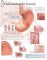 Stomach Poster