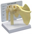 Shoulder Anatomical Model Basic