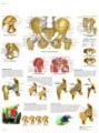 Bassin et hanche - Anatomie et pathologie Chart