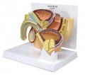 Male Pelvis Cross Section Anatomy Model