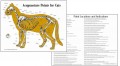 Cat Acupuncture Chart