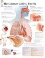 Common Cold and Flu Poster