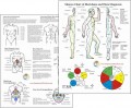 Shiatsu Chart of Meridians