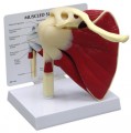 Shoulder Joint Rotator Cuff Anatomical Model Muscled