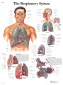 Respiratory System Anatomical Poster