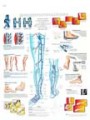 Varicose Veins Anatomy Poster