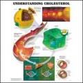 Understanding Cholesterol Chart