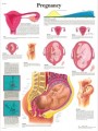 Pregnancy Anatomy Chart