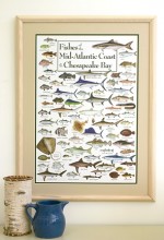 Fishes of the Mid-Atlantic Coast & Chesapeake Poster