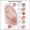 Diseases of the Lung Anatomical Chart