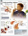Asthma Anatomical Chart