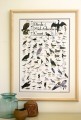Birds of the Mid-Atlantic Coast Poster