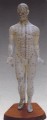Acupuncture Model of the Human Body