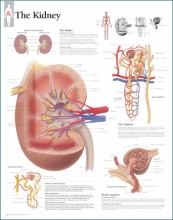 Kidney Anatomical Poster