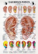 Ear Reflex Points Chart