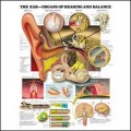 Ear - Organs of Hearing and Balance Anatomical Chart