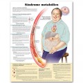 Metabolic Syndrome in Spanish (Síndrome metabólico) Anatomical Chart